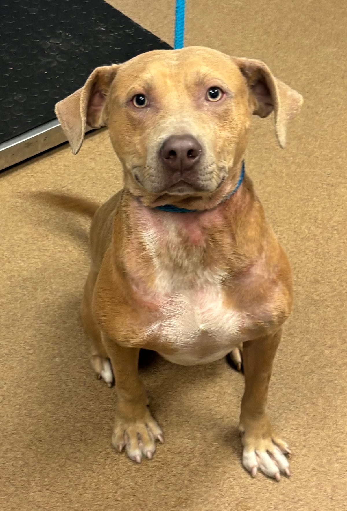 Photo of Hue Huffle, adoptable dog in Chamblee, Georgia