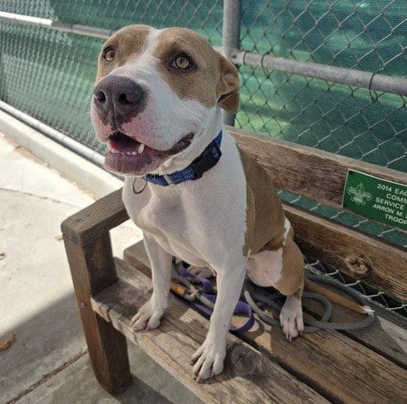 Photo of Nellie, adoptable Pit Bull Terrier in Martinez, California