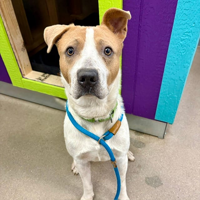 Photo of Webster, adoptable dog