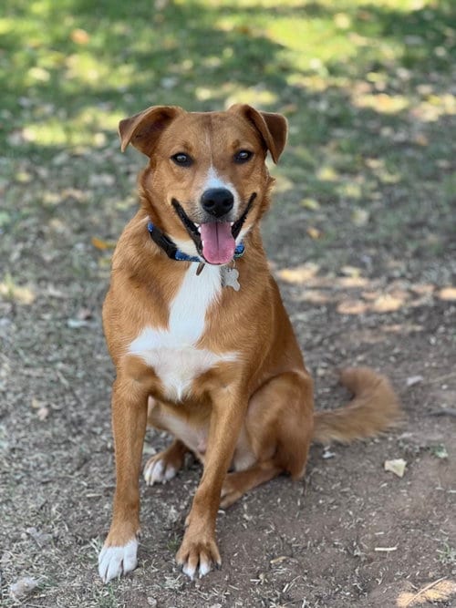 Photo of Smokey, adoptable Border Collie in Phoenix, Arizona