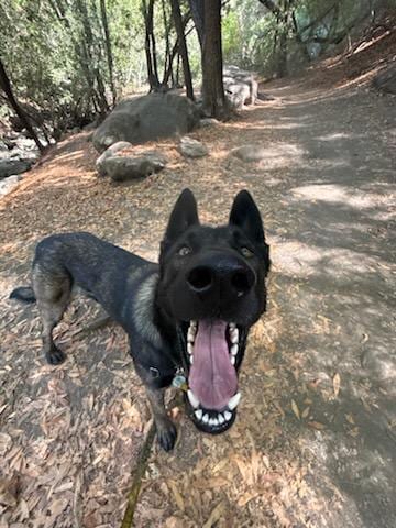 Photo of Champ, adoptable Dutch Shepherd in Lompoc, California