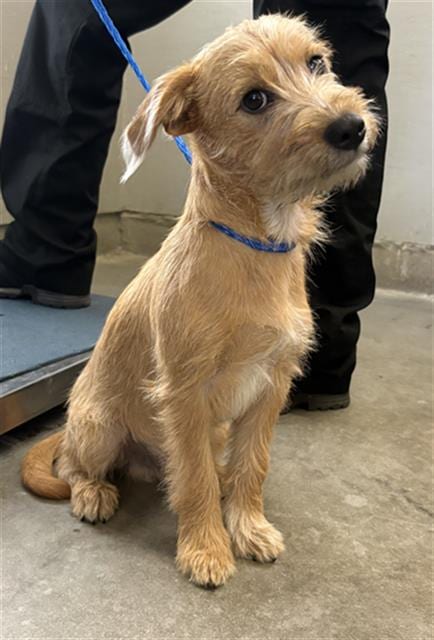 Photo of Fish Sauce, adoptable Norfolk Terrier in Camarillo, California