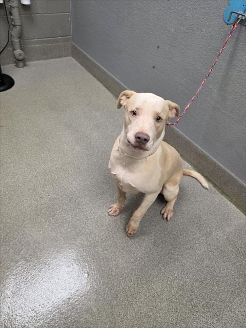 Photo of Crinkle, adoptable Pit Bull Terrier in Las Vegas, Nevada