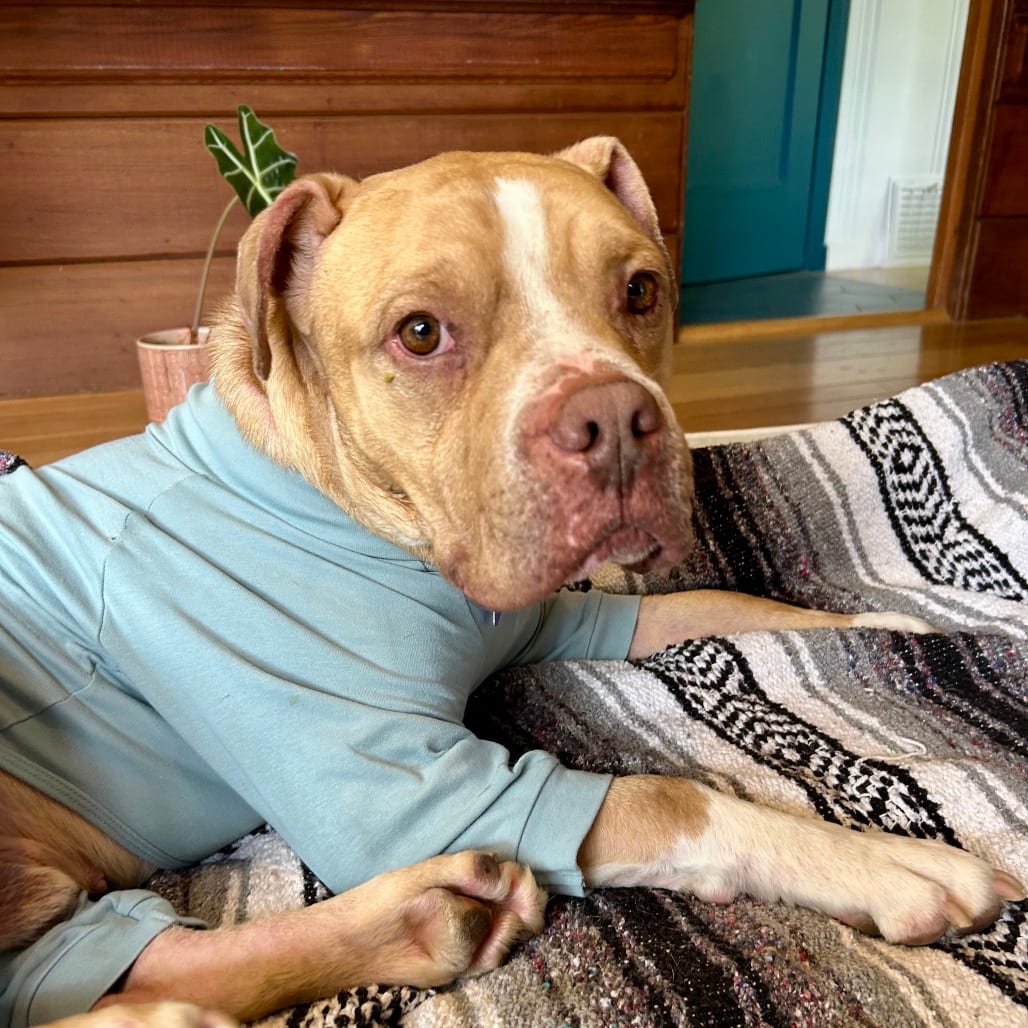 Photo of Sammy, adoptable Mixed Breed (Large) in San Francisco, California