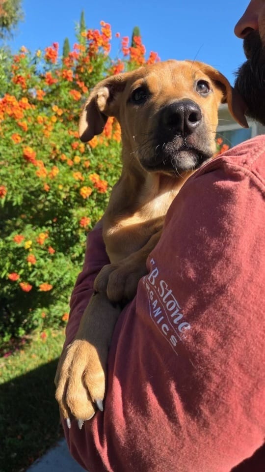 Photo of Teddy, adoptable Labrador Retriever in Dana Point, California