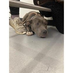 Photo of Ankha, adoptable Mixed Breed (Medium) in New Castle, Delaware