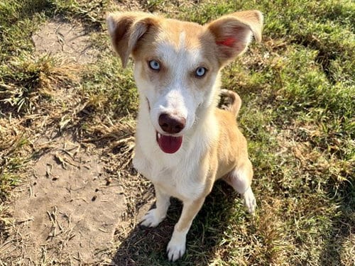 Photo of Kuno, adoptable Siberian Husky in Houston, Texas