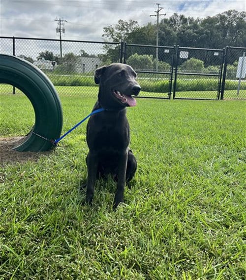 Photo of A1284415, adoptable Labrador Retriever in Winter Haven, Florida