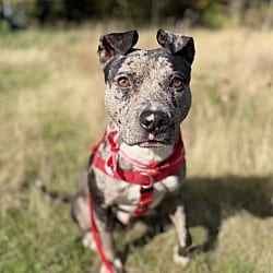 Photo of Cowboy, adoptable American Pit Bull Terrier American Staffordshire Terrier in Lynnwood, Washington