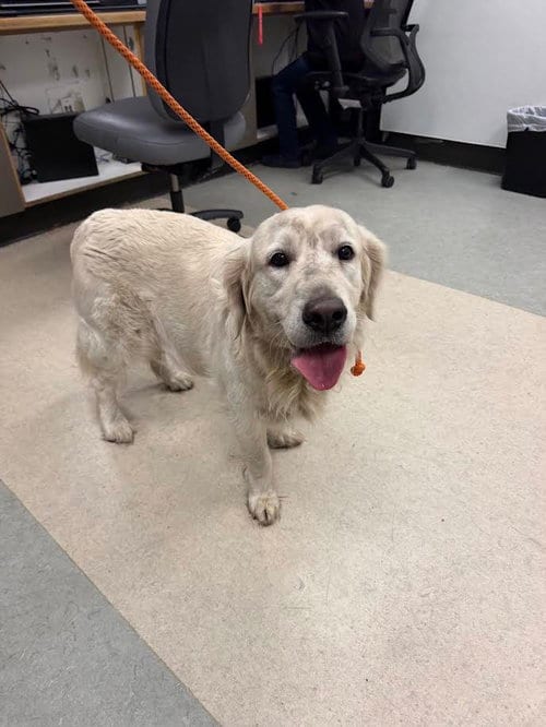 Photo of Alice, adoptable Labrador Retriever in Van Nuys, California