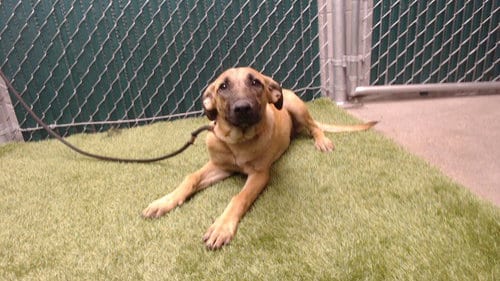 Photo of Helena, adoptable German Shepherd Dog in Downey, California