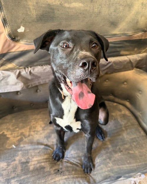 Photo of Daniel the Dashing, adoptable Labrador Retriever in Brewster, New York