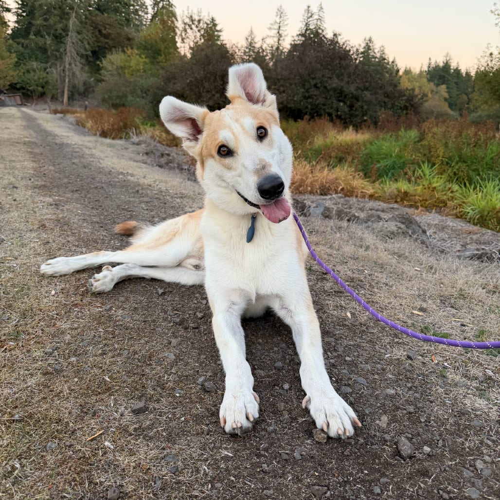 Photo of Alberta, adoptable Shepherd in Portland, Oregon