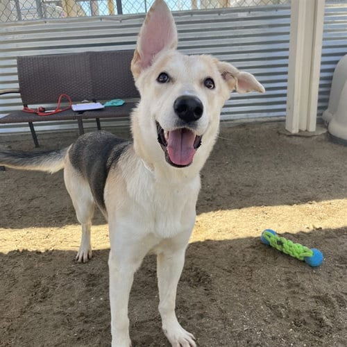 Photo of Heidi, adoptable German Shepherd Dog in Thousand Palms, California