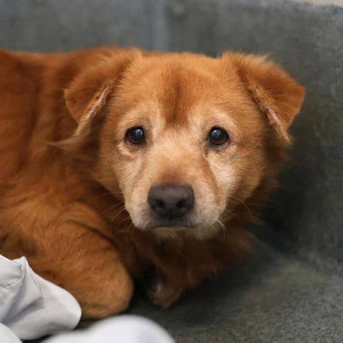 Photo of Bear, adoptable Mastiff in San Antonio, Texas