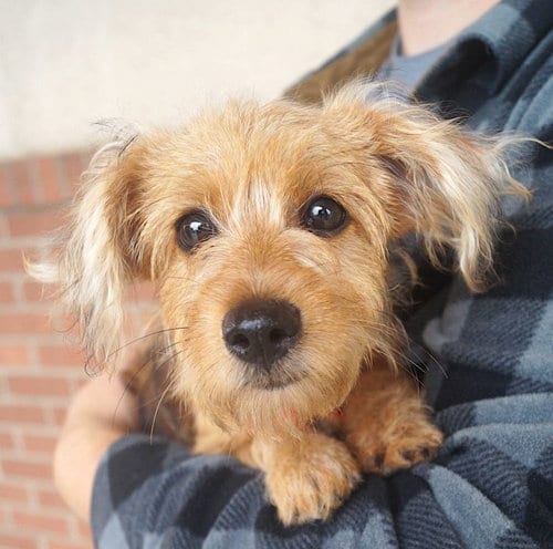 Photo of Kerry, adoptable Schnauzer in Carrollton, Texas