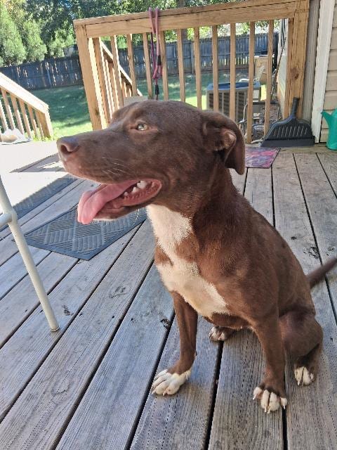 Photo of Waiting List 216, adoptable Pit Bull Terrier in Douglasville, Georgia