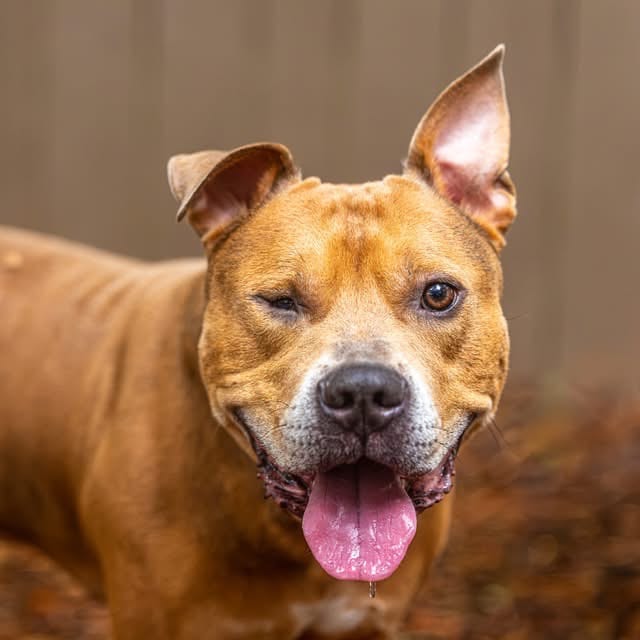 Photo of Peanut Butter, adoptable Mixed Breed (Large) in Decatur, Georgia