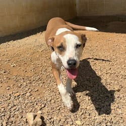 Photo of Vienna 6494, adoptable Labrador Retriever Mixed Breed (Medium) in Loxahatchee, Florida
