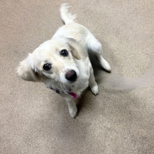 Photo of Molly, adoptable Dachshund in Aurora, Colorado