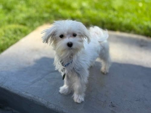 Photo of Foshay, adoptable Maltese in St. Louis Park, Minnesota