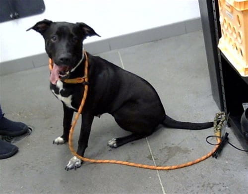 Photo of Shego, adoptable American Pit Bull Terrier in Mesa, Arizona