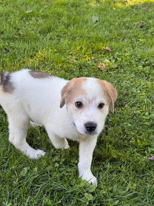 Photo of Neem (N Puppies), adoptable Great Pyrenees in Brewster, New York