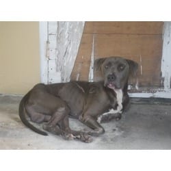 Photo of Blake, adoptable American Bulldog in Doral, Florida