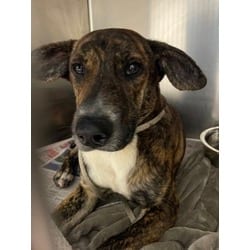 Photo of Handle Bar, adoptable Mixed Breed (Medium) in Baton Rouge, Louisiana