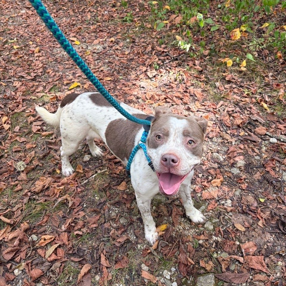 Photo of Taylor, adoptable Mixed Breed (Medium) in Chattanooga, Tennessee