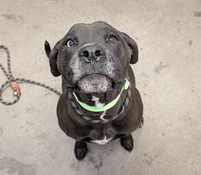 Photo of Rosalie, adoptable dog