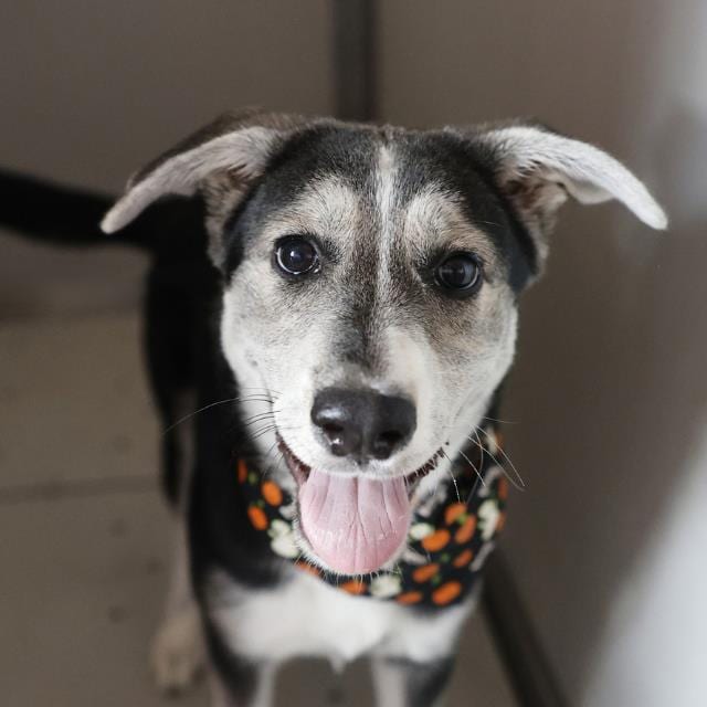 Photo of Lily Mae, adoptable dog in San Antonio, Texas