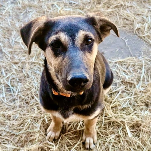 Photo of Rodger, adoptable Shepherd in Yreka, California