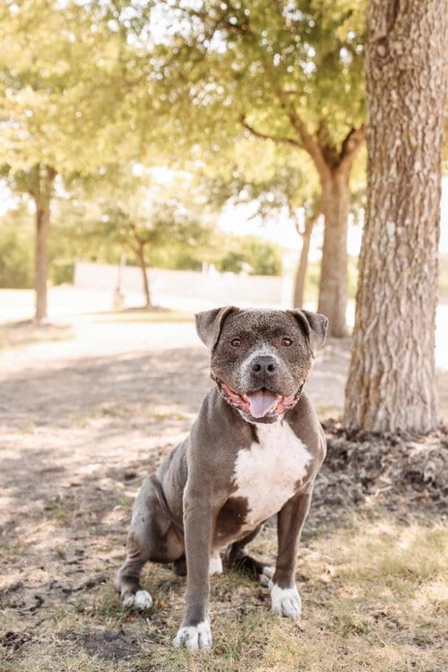 Photo of Dorian-Diamond Dog! $75, adoptable American Bulldog in Rockwall, Texas