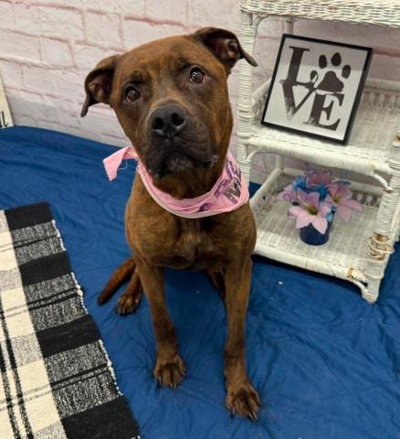 Photo of Peaches, adoptable Pit Bull Terrier in Detroit, Michigan