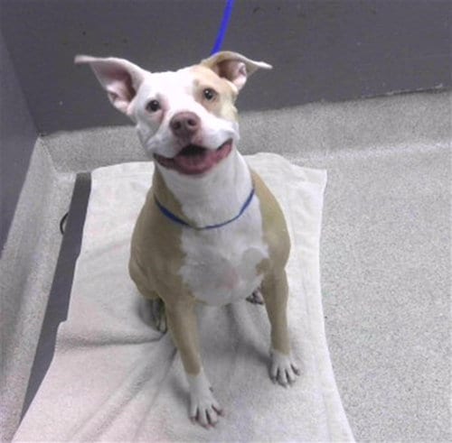 Photo of Bailey, adoptable American Staffordshire Terrier in Tallahassee, Florida