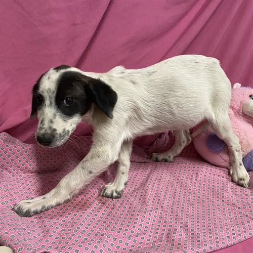 Photo of Darla, adoptable Border Collie in Modesto, California