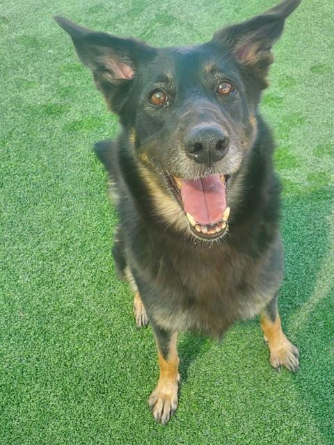 Photo of Jamie, adoptable German Shepherd Dog in Castaic, California