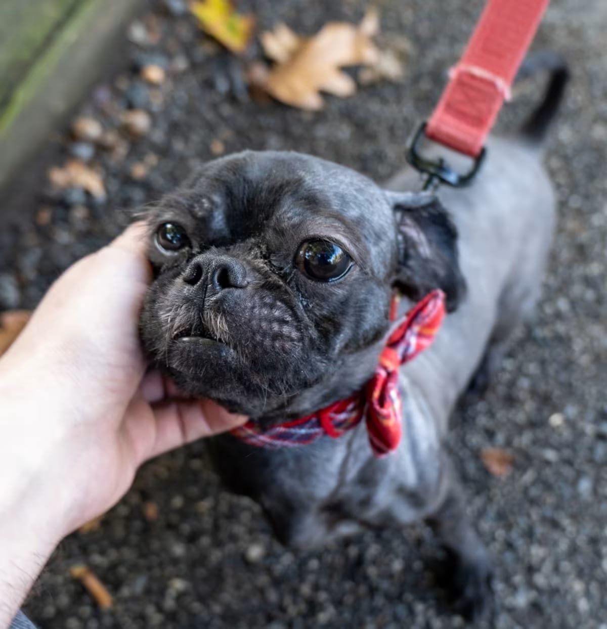 Photo of Nico, adoptable Shih Tzu in Baltimore, Maryland