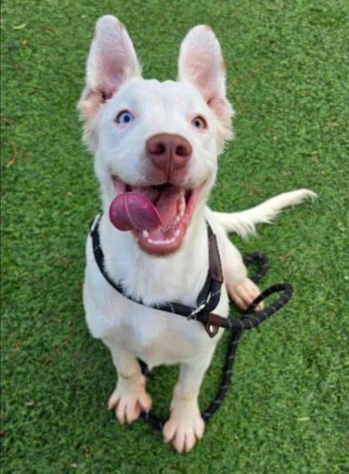 Photo of Venom, adoptable Pit Bull Terrier in Sedalia, Colorado