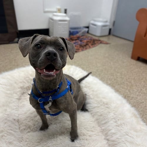 Photo of Lorna, adoptable Pit Bull Terrier in Boston, Massachusetts