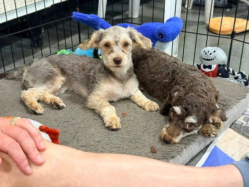 Photo of Lucy, adoptable Yorkshire Terrier Yorkie in Agoura Hills, California
