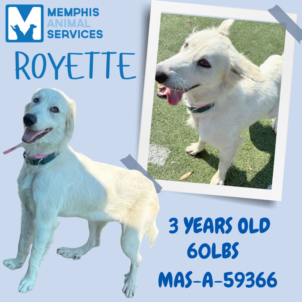 Photo of Royette, adoptable Mixed Breed (Large)