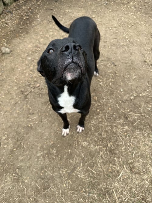 Photo of Rodney, adoptable Labrador Retriever in Jackson, Mississippi