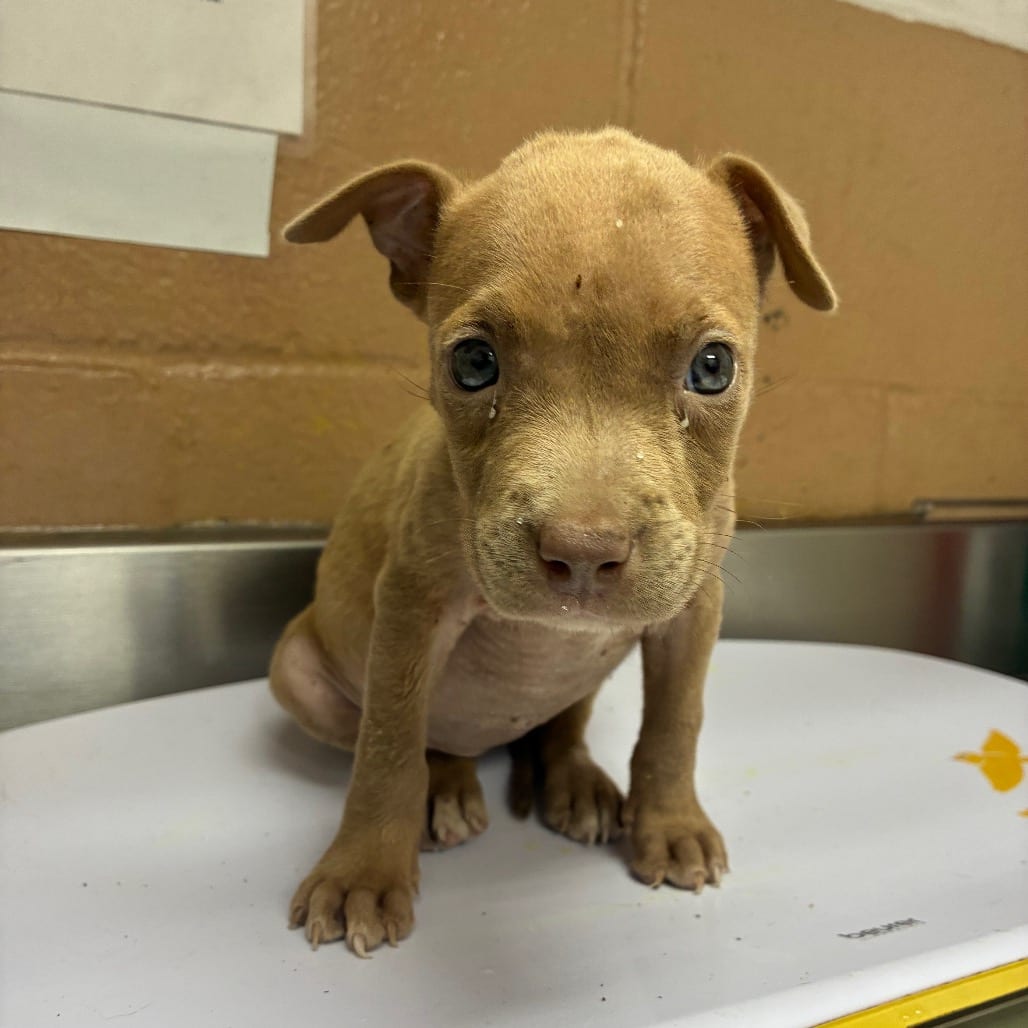 Photo of Robin, adoptable Terrier, Pit Bull / Mix in Brownsville, Texas