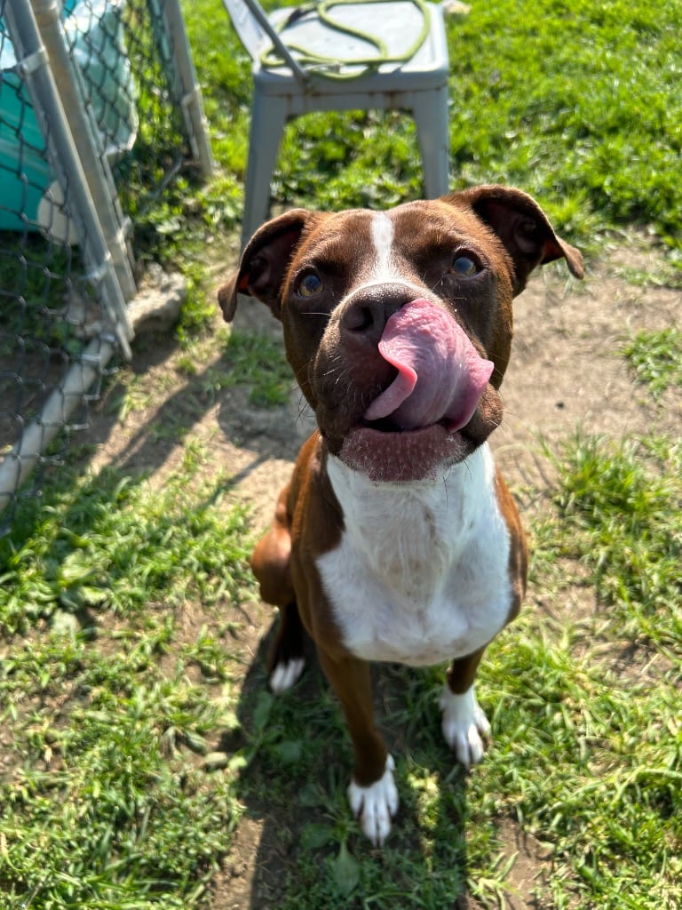 Photo of Charlie, adoptable Boxer in New Cumberland, West Virginia