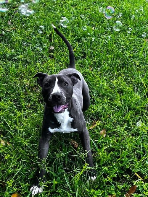 Photo of Chance, adoptable Labrador Retriever in Eustis, Florida