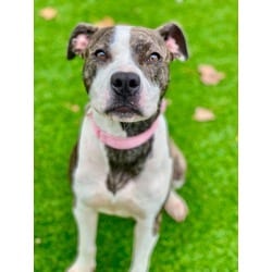 Photo of Bryce, adoptable Mixed Breed (Medium) in Munster, Indiana