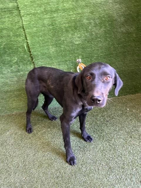 Photo of Dahlia, adoptable Labrador Retriever in Lancaster, California