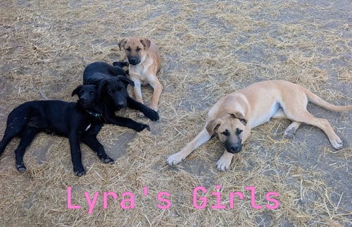 Photo of Meme, adoptable Belgian Shepherd Malinois in Yreka, California